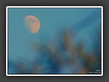 mond2